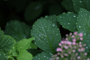 rain drops on a leaf