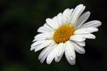 Fototapeta premium Chamomile close-up in raindrops.