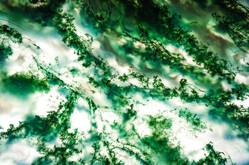green Moss agate inclusion. macro detail texture background. close-up polished semi-precious...