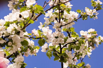 White apple flowers. Apple tree blooms in the garden.