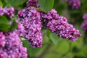 Dark pink lilac flowers on a branch. Lilac bush.