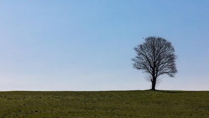 Obraz premium Einsamer Baum