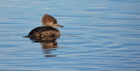 Female Hooded Merganser (Lophodytes cucullatus) swimming in the pond ripples