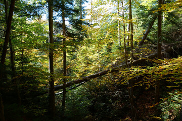 Beautiful autumn forest in Carpathian mountains