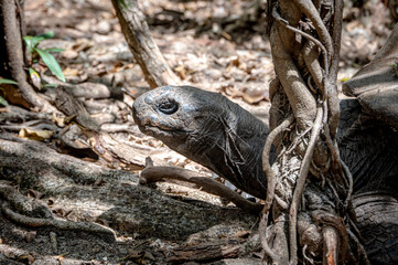 Aldabra giant tortoise, Mauritius. Over 100 years ago, Mauritian Giant Tortoise became extinct and tortoises from Aldabra Island, Seychelles were imported