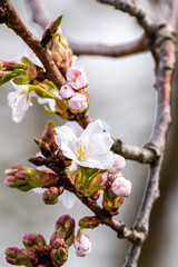 Prunus flower