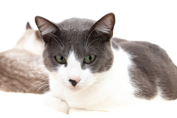 A gray and white cat with a black nose and green eyes is lying down. Isolated on a white background.
