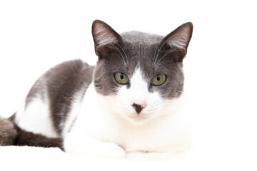 A gray and white cat with a black nose and green eyes is lying down. Isolated on a white background.