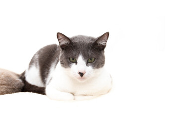 A gray and white cat with a black nose and green eyes is lying down. Isolated on a white background.