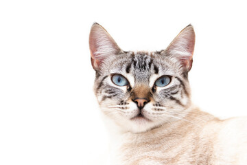A light gray cat with blue eyes. Isolated in a white background.