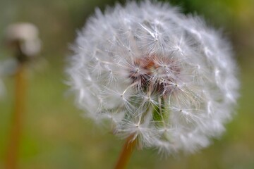 dandelion head