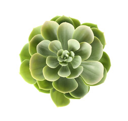 Artificial succulent on white background, top view