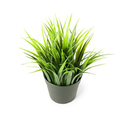 Artificial green grass on white background