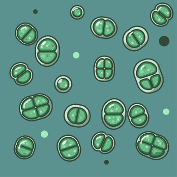 Chroococcus is a photosynthetic cyanobacteria found in freshwater and soil, with a gelatinous sheath, important for primary production and nutrient cycling in aquatic ecosystems.