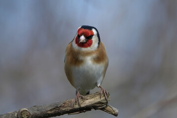 European goldfinch