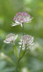 Pink masterwort