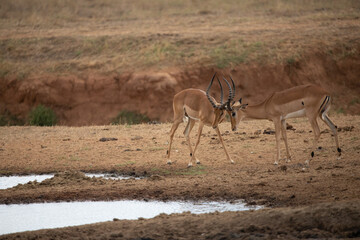 Thomson Gazelle fighting early in the morning on the savannah in a national park, taken on a safari in Kenya Africa