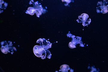 Obraz na płótnie Canvas Group of fluorescent jellyfish swimming underwater aquarium pool. The spotted australian jellyfish, Phyllorhiza punctata in aquarium with blue neon light. Theriology, tourism, diving, undersea life.