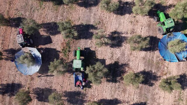 Wide angle view from above of tree tractors with umbrellas (special machinery) harvesting olives. Farmers harvesting olives with special machinery and tractor with umbrela. Olive oil production Spain