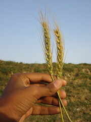 The wheat crop is ready.