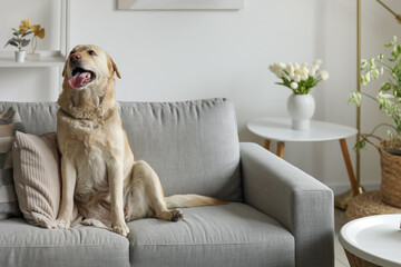 Cute Labrador dog sitting on grey sofa at home