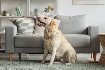 Cute Labrador dog sitting on carpet at home