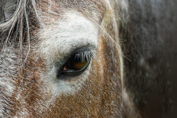 Horse macro eye looking