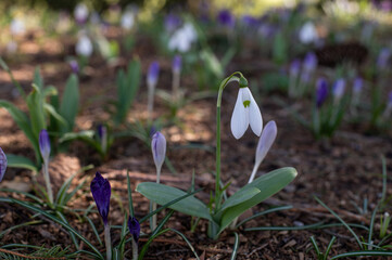 White spring flower