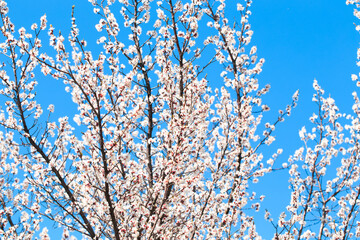 Blossom tree over nature background. spring flowers. spring background. Blurred concept. Natural background. Apricot flowers