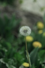 Dandelion 