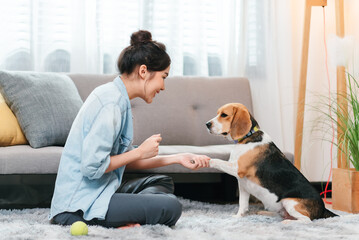 Asian woman resting with playful beagle dog in living room at home. - Powered by Adobe