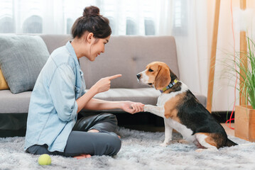 Asian woman resting with playful beagle dog in living room at home.