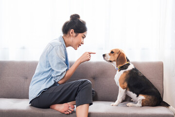 Asian woman resting with playful beagle dog in living room at home.