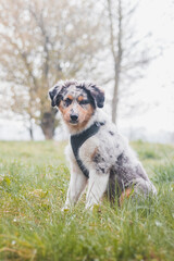 Unique portrait of an Australian Shepherd puppy who expresses his feelings and emotions with his gaze. A playful child sitting under cherry tree listening to his parent