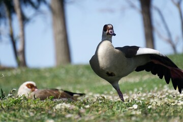 Nile goose, swooping down, protecting its mate