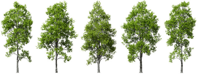 Cutout trees shapes decorations landscape collection 3d rendering png
