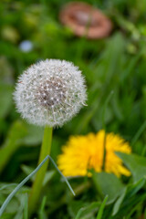 Pissenlit - Taraxacum - dandelion