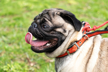 A portrait of a one-year-old pug with a collar in a park on the grass stuck out his tongue. Dog...