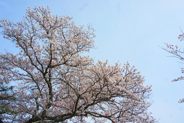 桜と空