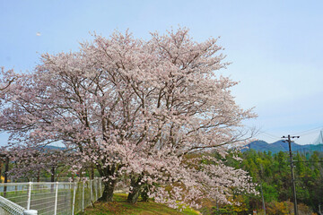 豪快に咲く桜