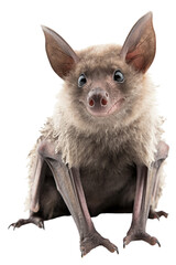 Fototapeta premium close up of a baby vampire bat isolated on transparent background, generative ai