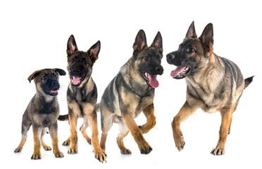 young german shepherds