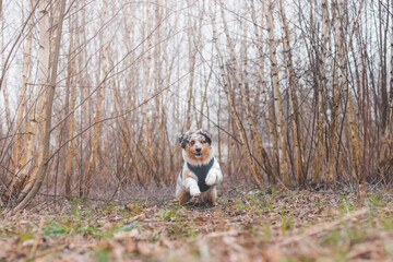 Life of a boisterous Australian Shepherd puppy. A blue merle pup runs around the field improving his fitness, agility and gaining confidence in his movements