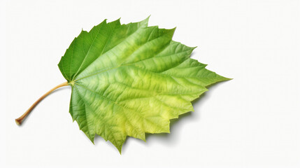 Fototapeta premium Green birch tree leaf isolated on white background.