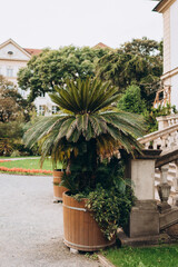 Cycas revoluta, also known as king sago palm, in wooden flower pot. castle garden terrace