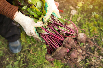 Beetroot harvest in farmer hands in garden. Harvesting organic vegetables