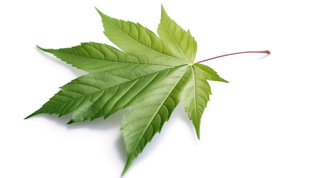 Green Castor bean leaf or Ricinus communis leaf isolated on white background.