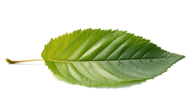 Sweet birch leaf isolated on white.