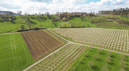 Felder und Obstblüte mit Bauernhof  im Frühling