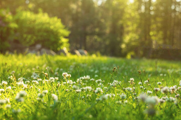 There are many white clover flowers on the green grass in the rays of the sun. Summer forest...